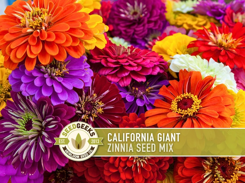 California Giant Zinnia Seed Mix | 100+ Seeds, Heirloom Flowers, Butterfly Garden, Zinnia elegans image 1