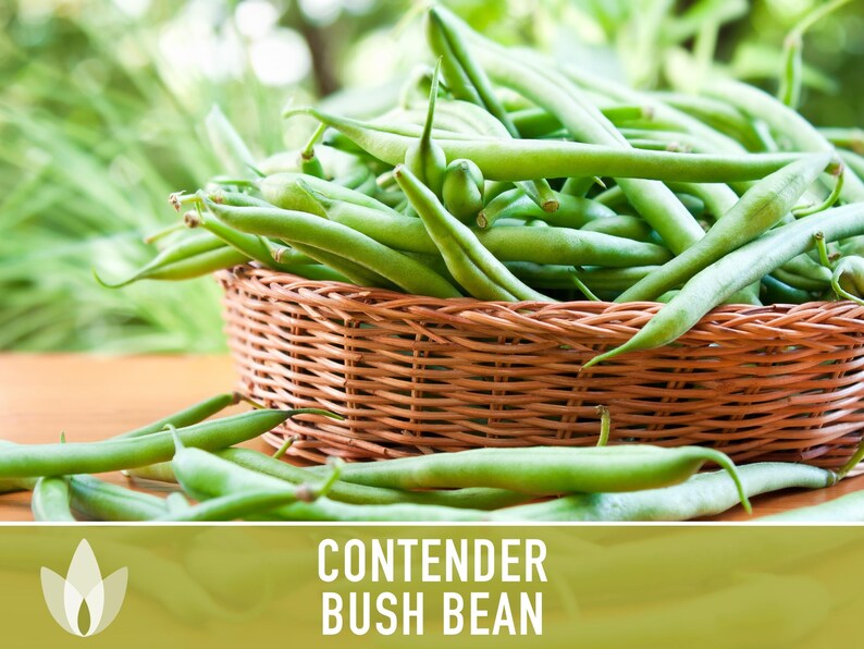 SeedGeeks Contender Bush Bean Seeds - Thumbnail 3