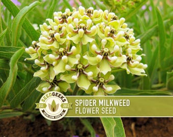 Spider Milkweed Seeds – Asclepias Viridis, Monarch Butterfly Habitat