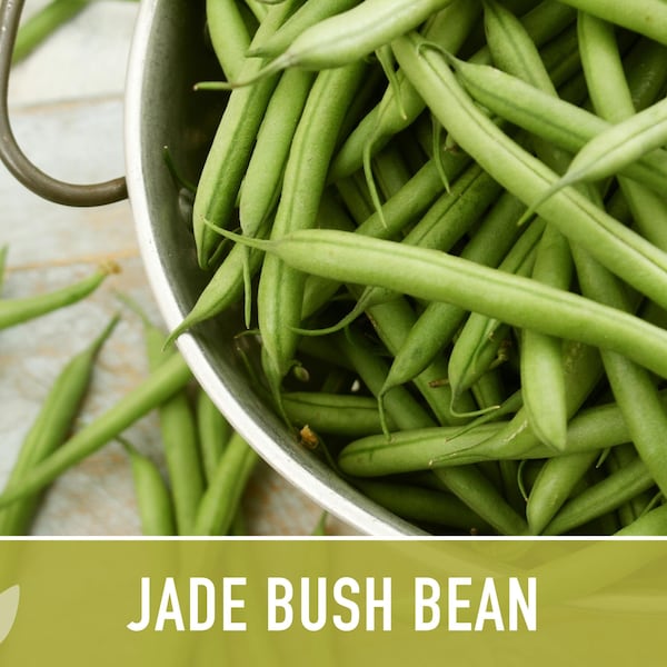Jade Green Bean Seeds Etsy