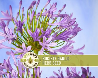 Society Garlic Herb Seeds – Heirloom, Culinary, Garlic Chives, Lilac Flowers, Non-GMO