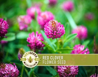 Red Clover Seeds - Open Pollinated, Microgreens, Cover Crop - 1 Ounce