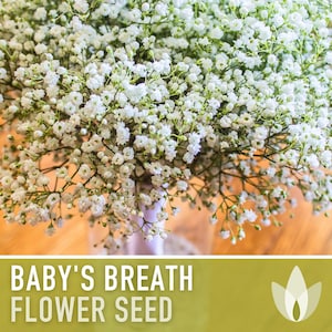 Elegant Baby's Breath Seeds Gypsophila Elegans Annual Showy White Filler  Flower Seed Baby Shower Gift Non GMO 2024 Season Fast Shipping 