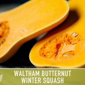 Waltham Butternut Squash Seeds – Heirloom, Vine-Borer Resistant image 11
