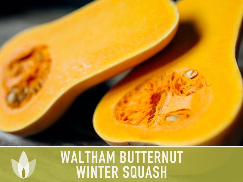 Waltham Butternut Squash Seeds – Heirloom, Vine-Borer Resistant image 11