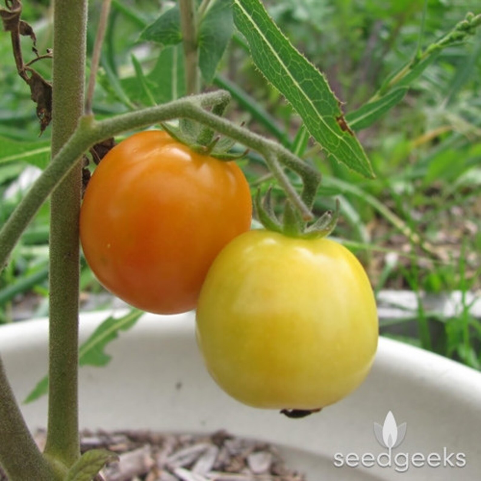 Isis Candy Cherry Tomato Heirloom Seeds Etsy UK
