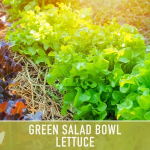 Green Salad Bowl Lettuce Heirloom Seeds image 9