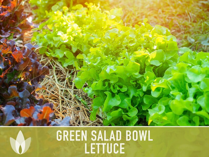 Green Salad Bowl Lettuce Heirloom Seeds image 9