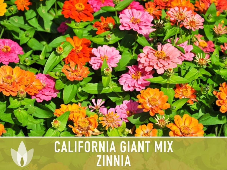 California Giant Zinnia Seed Mix | 100+ Seeds, Heirloom Flowers, Butterfly Garden, Zinnia elegans image 9