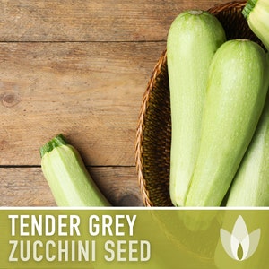 Tender Grey Zucchini Heirloom Seeds