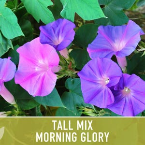 Morning Glory Tall Mix Heirloom Seeds, Ipomoea Purpurea image 6