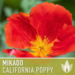 Mikado California Poppy Heirloom Seeds Flower Seeds, Cool Weather Seeds, Flowers, Flower Mix, California image 1