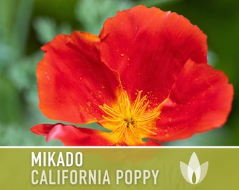 Mikado California Poppy Heirloom Seeds - Flower Seeds, Cool Weather Seeds, Flowers, Flower Mix, California