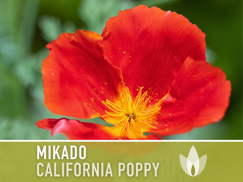 Mikado California Poppy Heirloom Seeds Flower Seeds, Cool Weather Seeds, Flowers, Flower Mix, California image 1