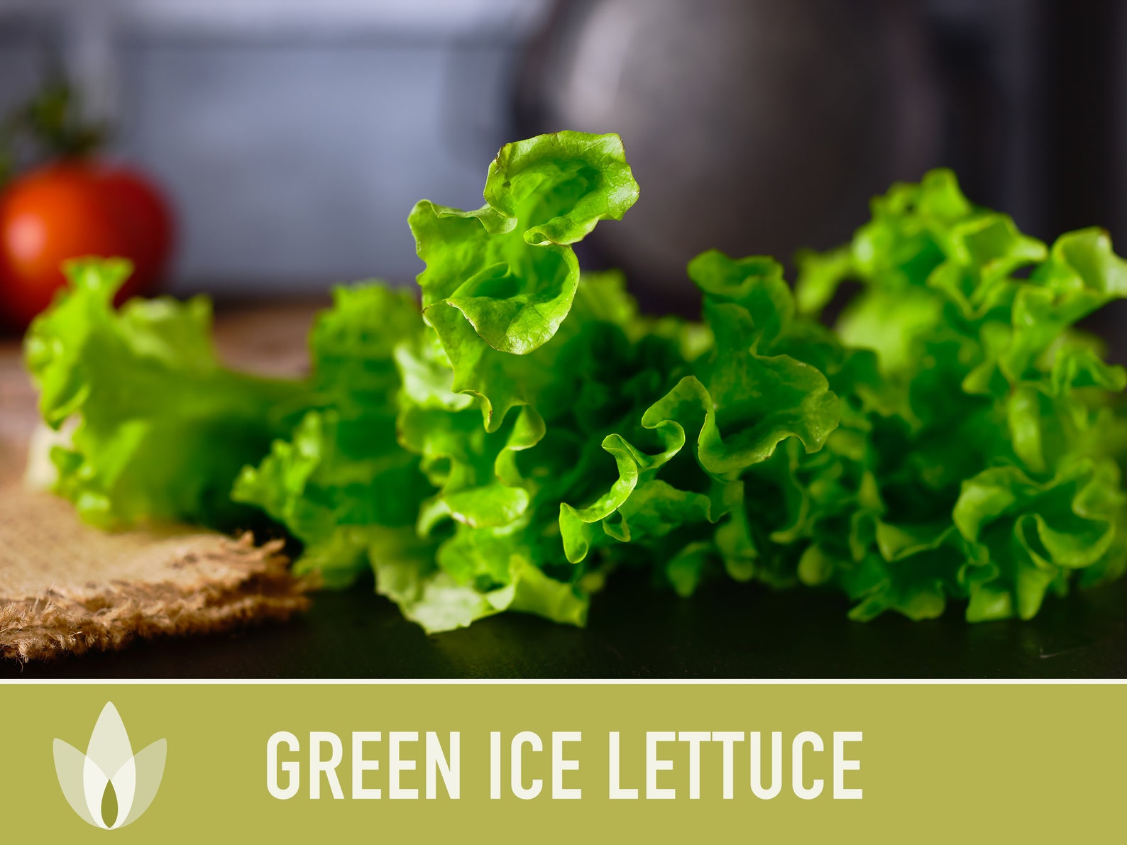 Green Ice Lettuce Heirloom Seeds Summer Lettuce Slow Etsy
