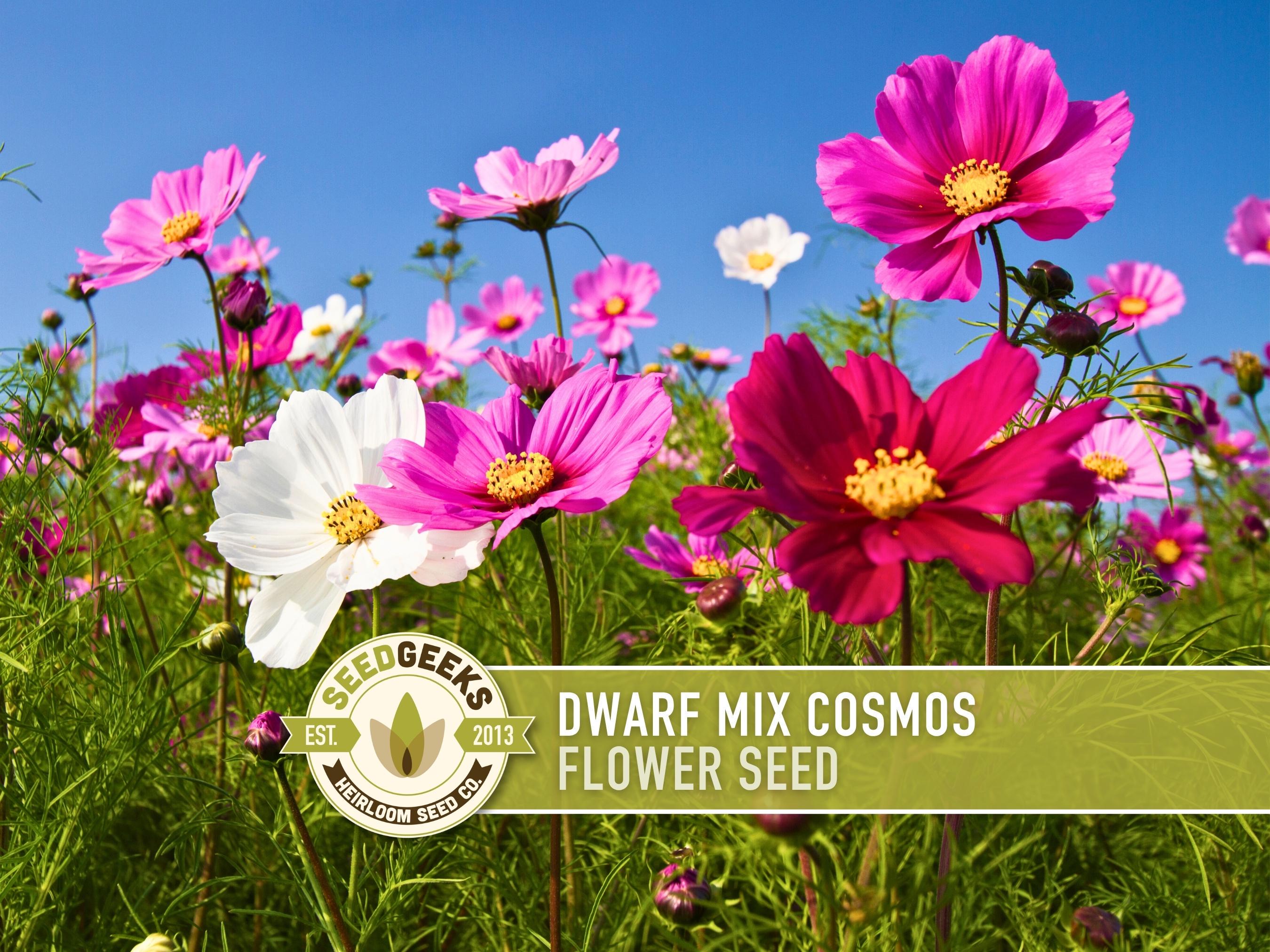 Dwarf Cosmos Mix Flower Seeds | 50+ Seeds, Heirloom, Pollinator
