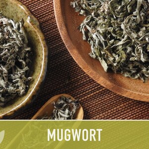 Mugwort Organic Medicinal Herb Seeds, Artemisia Vulgaris, Heirloom, Non-GMO image 11