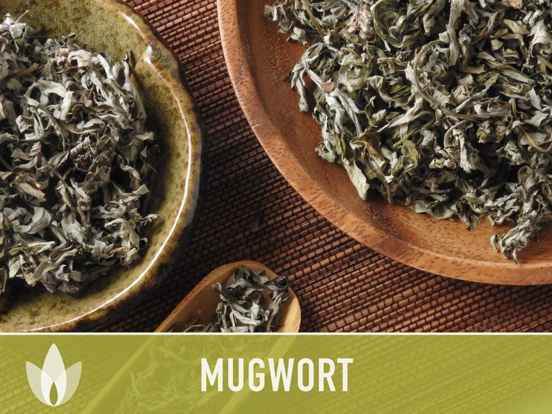 Mugwort Organic Medicinal Herb Seeds, Artemisia Vulgaris, Heirloom, Non-GMO image 11