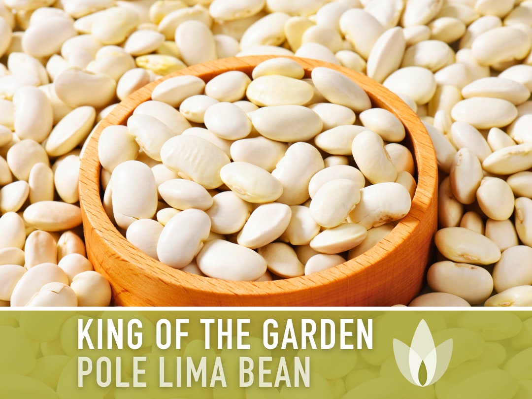 Lima Bean, King of the Garden Seeds Heirloom Seeds, Butter Beans, Pole