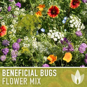 BULK - 1lb - Beneficial Bug Blooms Seed Mix - Heirloom Seeds, Seed Packets, Flower Seeds, Wildflower Seeds, Non GMO, Open Pollinated