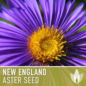 New England Aster Flower Seeds, Heirloom, Native, Flower Seeds