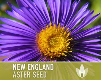 New England Aster Flower Seeds, Heirloom, Native, Flower Seeds