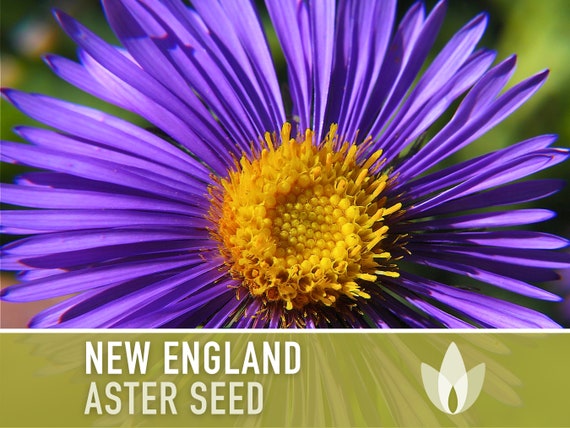 Aster seed sale