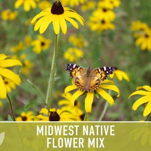 Midwest Native Wildflower Seeds Mix, Heirloom image 10