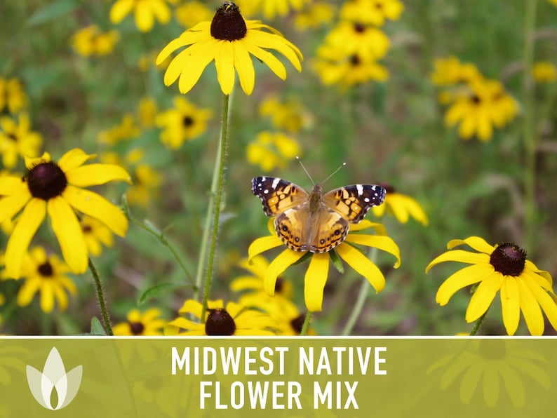 Midwest Native Wildflower Seeds Mix, Heirloom image 10