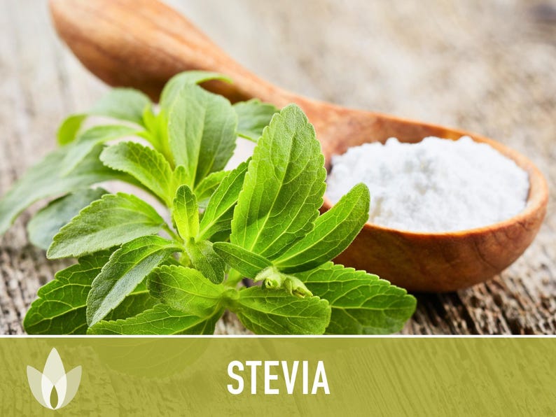 Stevia Seeds – Heirloom Sugar Leaf, Natural Sweetener (50 Seeds) image 4