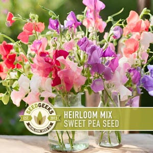 Heirloom Sweet Pea Flower Mix | 25+ Seeds, Cottage Garden, Fragrant Blooms, Lathyrus odoratus immagine 1