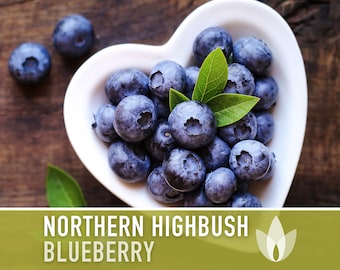 Blueberry, Northern Highbush Seeds - Graines d'héritage, Bluecrop Blueberry, Duke Blueberry, Plante médicinale, Pollinisation libre, Non-OGM
