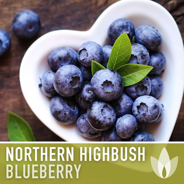 Blueberry, Northern Highbush Seeds - Heirloom Seeds, Bluecrop Blueberry, Duke Blueberry, Medicinal Plant, Open Pollinated, Non-GMO