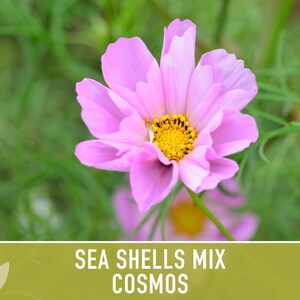 Sea Shells Cosmos Flower Seeds, Pollinator Friendly, Heirloom Non-GMO image 9