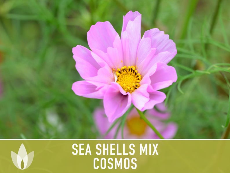 Sea Shells Cosmos Flower Seeds, Pollinator Friendly, Heirloom Non-GMO image 9