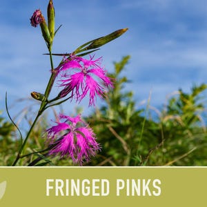 Fringed Pinks Dianthus Seeds – Fragrant Heirloom Flower, Pollinator Garden image 9