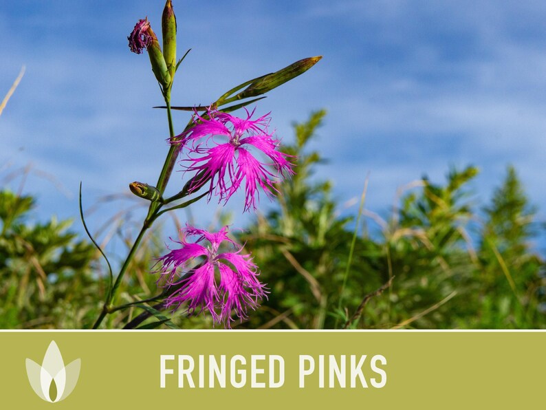 Fringed Pinks Dianthus Seeds – Fragrant Heirloom Flower, Pollinator Garden image 9