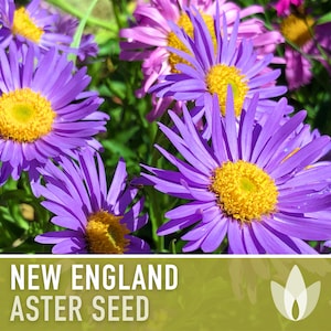 New England Aster Flower Seeds - Heirloom, Pollinator Garden, Butterfly Garden, Save The Bees, Open Pollinated, Non-GMO