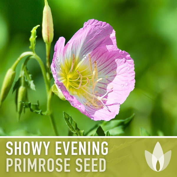 Showy Evening Primrose Flower Seeds - Heirloom, Pinkladies, Native Wildflower, Fragrant Flower, Night Bloom, Pollinator Garden, Non-GMO