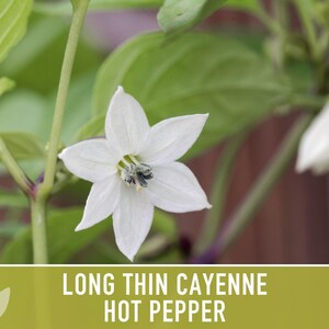 Cayenne Pepper Seeds - Long Thin Red Hot Peppers, Non-GMO image 8