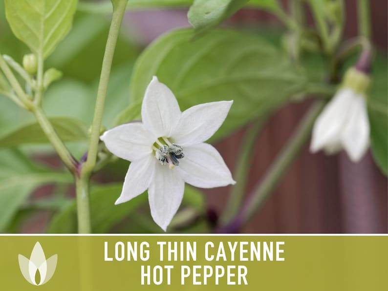 Cayenne Pepper Seeds - Long Thin Red Hot Peppers, Non-GMO image 8
