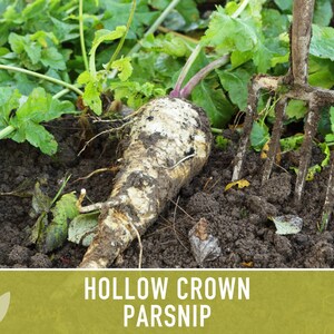 Hollow Crown Parsnip Heirloom Seeds - Non-GMO, Open Pollinated, Untreated, Root Vegetables, Fall Garden image 8