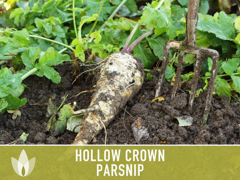 Hollow Crown Parsnip Heirloom Seeds - Non-GMO, Open Pollinated, Untreated, Root Vegetables, Fall Garden image 8