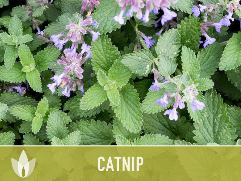 Catnip Herb Seeds | 300+ Heirloom Seeds for Cat Euphoria, Calming Herbal Tea, Bee Garden image 6