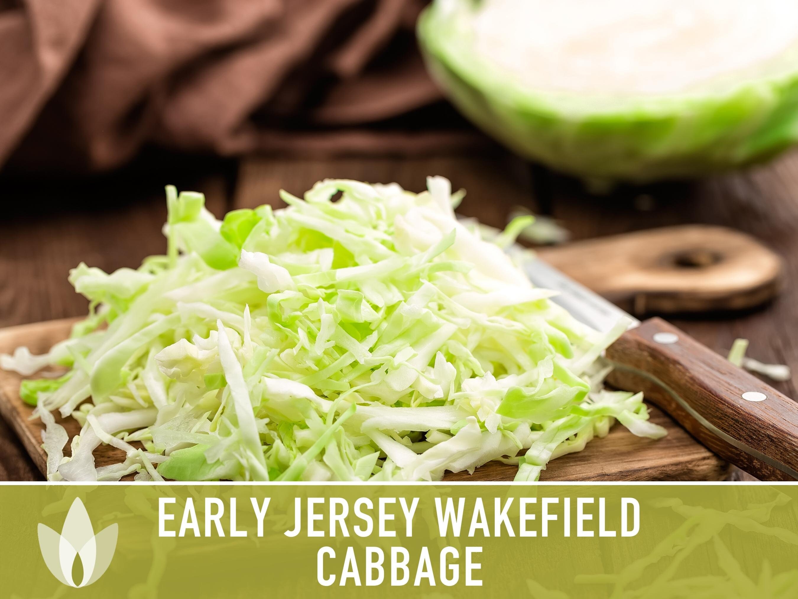 Early Jersey Wakefield Cabbage Seeds - Heirloom, Non-gmo - Etsy