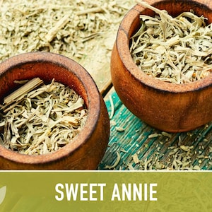 Sweet Annie Herb Seeds Heirloom Seeds, Sweet Wormwood, Chinese Wormwood, Sagewort, Asian Seeds, Artemisia Annua, Open Pollinated, Non-GMO image 9