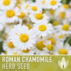 Roman Chamomile Seeds - Heirloom Seeds, Herb Seeds, Herbal Tea Garden, Medicinal Herb, Pollinator Garden, Non-GMO