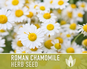 Roman Chamomile Seeds - Heirloom Seeds, Herb Seeds, Herbal Tea Garden, Medicinal Herb, Pollinator Garden, Non-GMO