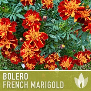 Bolero French Marigold Seeds, Crimson Gold Blooms, Dwarf Heirloom Flower (50 Seeds) image 9