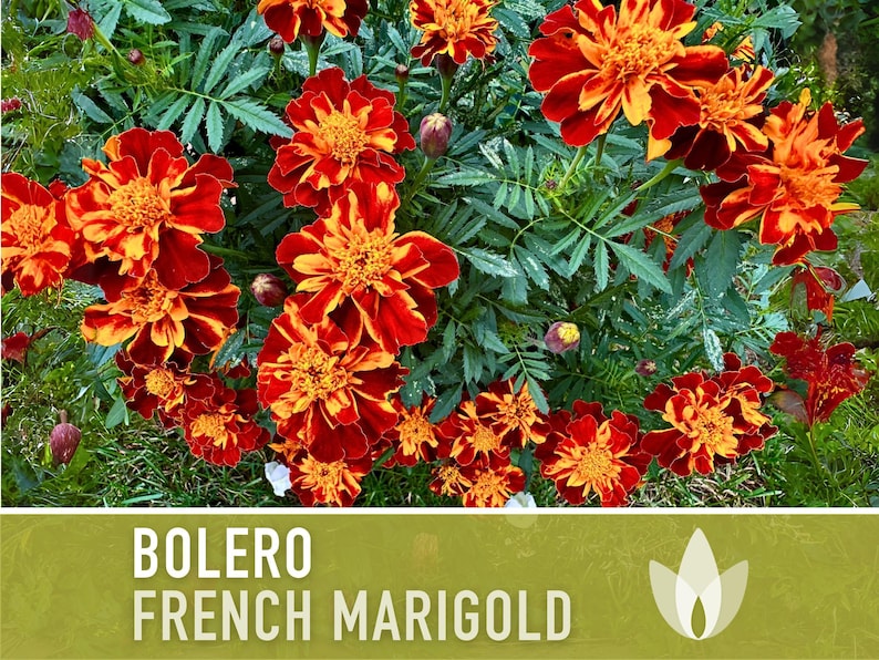 Bolero French Marigold Seeds, Crimson Gold Blooms, Dwarf Heirloom Flower (50 Seeds) image 9